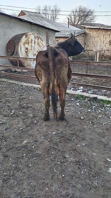 сколько стоит арабская лошадь: Продаю | Корова (самка) | Для разведения | Привязанные — 6