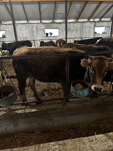 доильный апарат: Продаю | Корова (самка) | Для разведения — 5