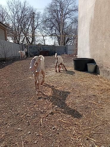 ослинное молоко: Продаю | Коза (самка), Козлёнок | Битал, Камори | Для разведения, Для молока | Племенные — 8