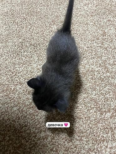 отдам собаку в хорошие руки бишкек: Котята, домашней кошки: - мальчик сиамец - девочка сиамка - — 4