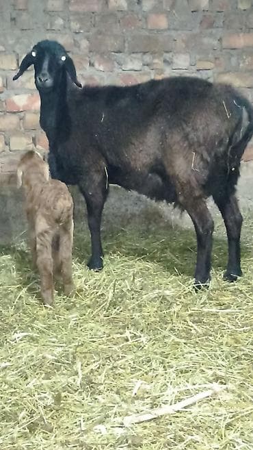 Продаю | Овца (самка) | Арашан | Для разведения | Матка, Ярка — 2