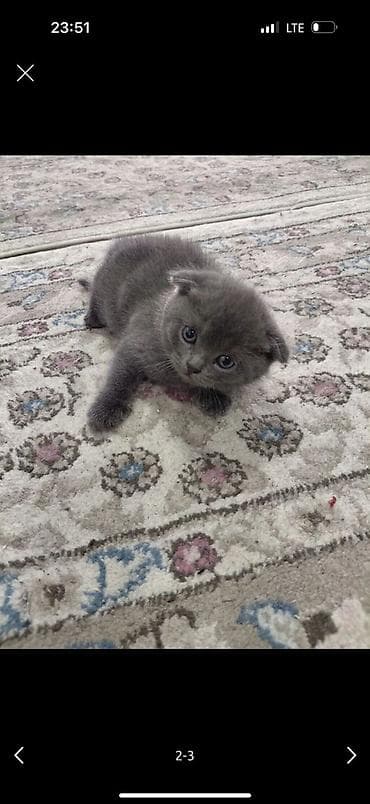 котята шотландские купить: Скотиш Страйт (Шотландская прямоухая), 1 месяц, Девочка, Голубой, Приучена к лотку — 4