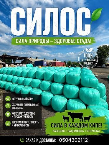 уй жаныбары: Силос высшего качества цена 7 сом за кг В любом количестве звоните — 1