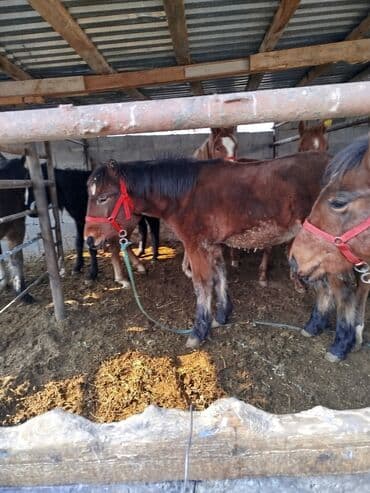 ящик для писем: Продаю | Жеребец — 1