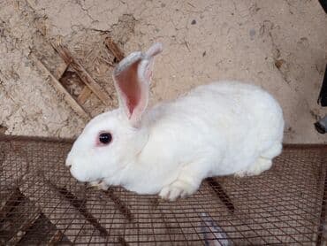 усыпление животных бишкек: Продаю | Кролик самец — 3