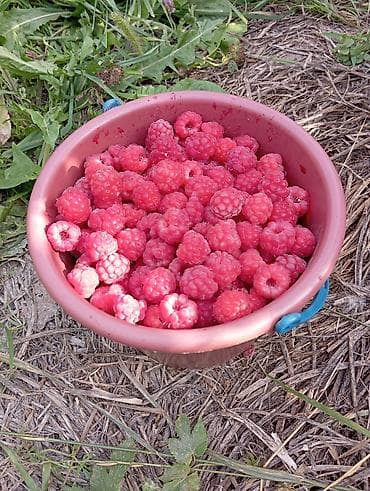 малина свежая: Малина В розницу, Бесплатная доставка — 2