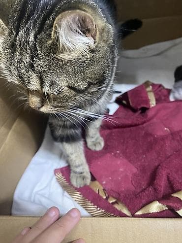 котята на продажу: Котята от домашней кошки - Порода: домашняя короткошёрстная (окрас у — 1