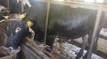 осеменение коров: Продаю | Бык (самец) | Джерсейская, Алатауская, Швицкая | Для разведения | Привязанные — 2
