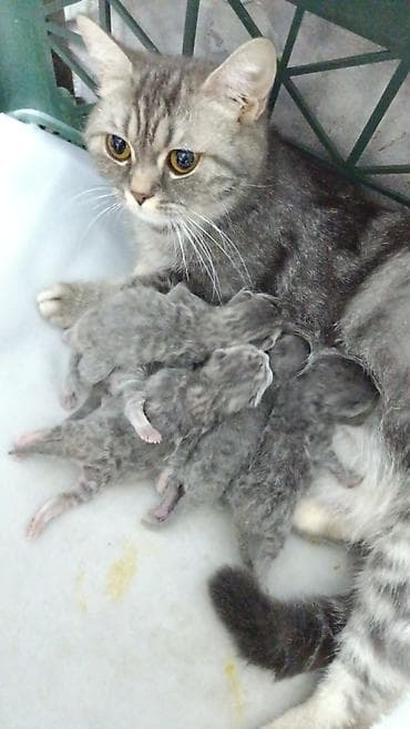 подвеска кошка: Шотланка Котята серого мраморного окраса от домашней кошки. На фото — — 1