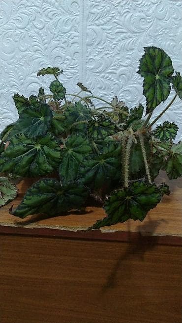 жун жууркан: Бегония декоративно-лиственная (вероятно, группа Rex/королевская). - — 1