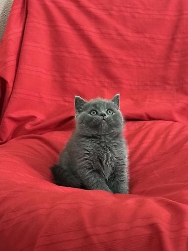 кот манчкин: Скотиш Страйт (Шотландская прямоухая), 2 месяца, Мальчик, Серый, Приучена к лотку — 4