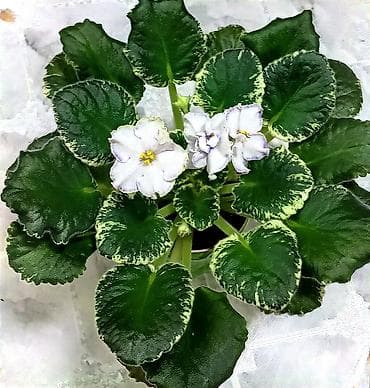 деткие: В продаже взрослые фиалки (цветущие и не цветущие 250-350)детки — 4