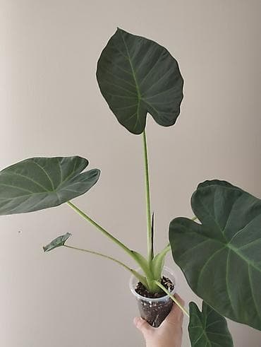 антуриум бишкек: Алоказия Регал Шилдс самый не капризный сорт — 4