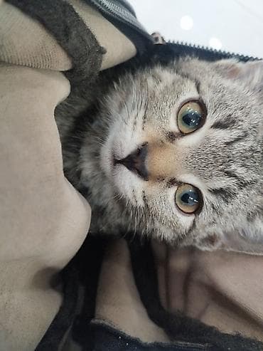 котята сфинкс: 5 месяцев, Мальчик, Метис, Приучена к лотку, Проглистована — 4