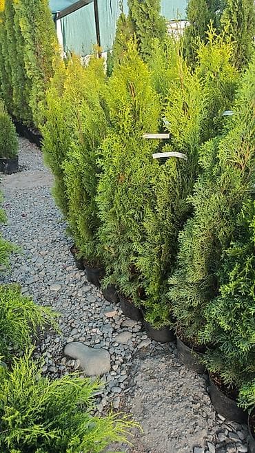 Туи в контейнерах (садовые хвойные для живой изгороди и одиночных