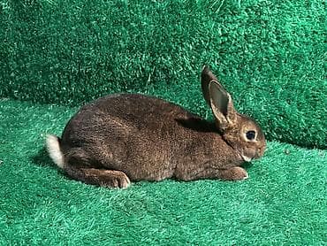 Продаю 2 месячного Самца Порода Кастер Цена 8 000 тысяч Доставка если