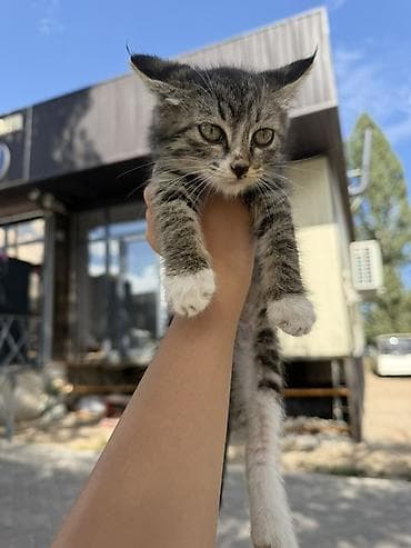 котята простые: Кошка даром: Беспородная, 2 месяца, Девочка — 2