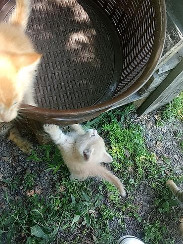 котята рыжие: 5 хороших котят🩷1.рыжий.2.полосатый.3.трехшерстый.4.белый.5.бежевый — 2