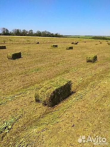 Срочно продам 100.с торг Тюки первый укос беде клевер первый укос там — 2