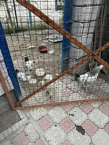 балык малёк: Сатам | Тооктор | Суссекс | Көбөйтүү үчүн — 1
