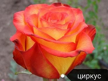 посуды для кухни: Продаю *САЖЕНЦЫ РОЗ*, сорт кустовые и чайно-гибридные, посажены в — 8