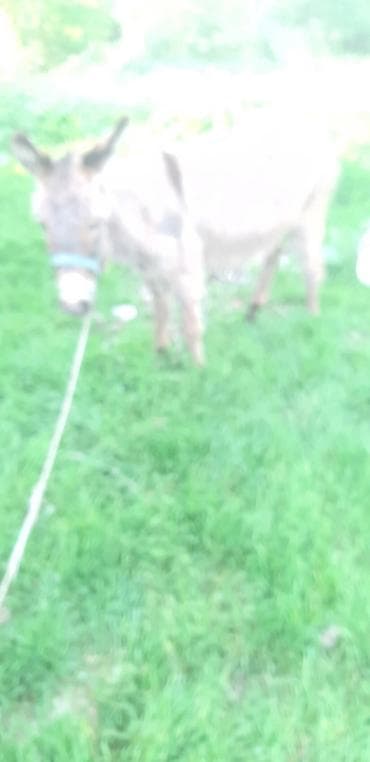 карлик сибрайт: Осёл (мини/средний рост) для хозяйства и прогулок. ОБМЕН ЕСТЬ САМА — 1