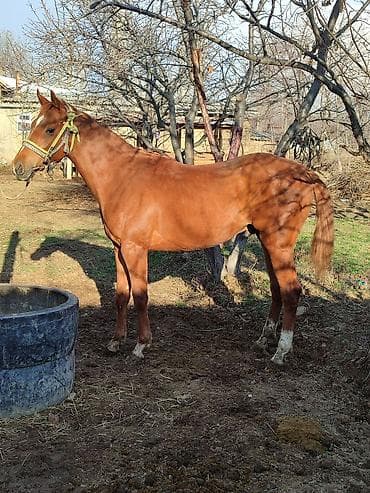 үй жаныбарлар: Сатам | Байтал | Англиялык | Ат спорту | Жасалма жол менен боозутуу — 6