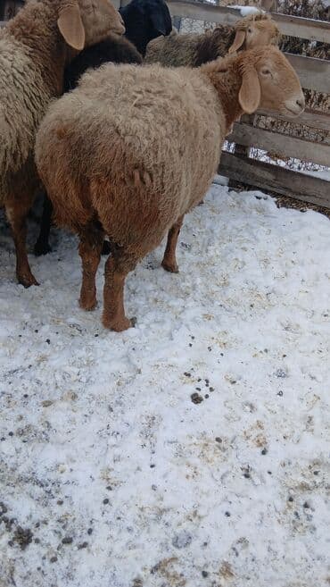 Услуги ветеринара: Продаю | Овца (самка) — 1