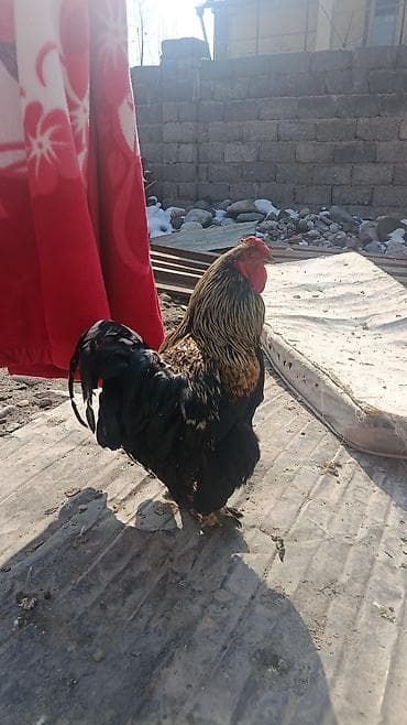 Индюки: Продаю | Петух | Для разведения — 5