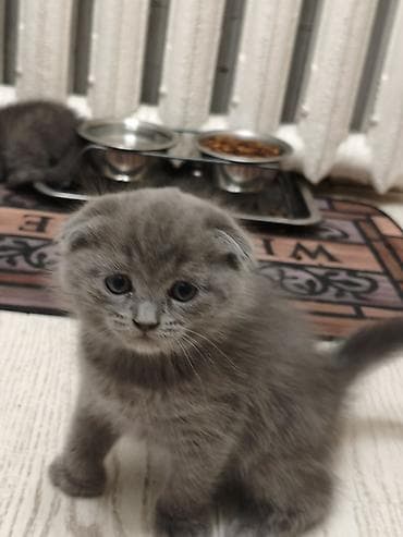 кошка шатланка: Шотландские котята, окрас голубой,лиловый - Порода: шотландская (есть — 3