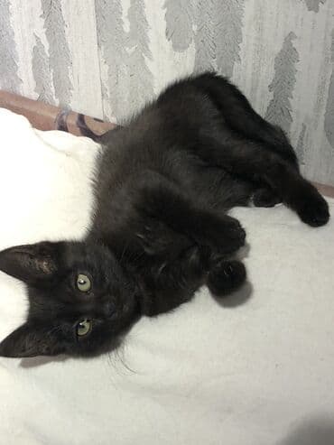 купить щенка недорого: Кошка даром: Беспородная, 3 месяца, Девочка, Приучена к лотку — 1