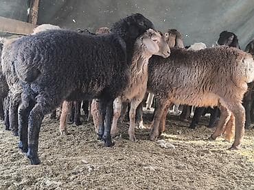 раманов кой: Продаю | Ягненок | Гиссарская | На забой | Осеменитель — 10