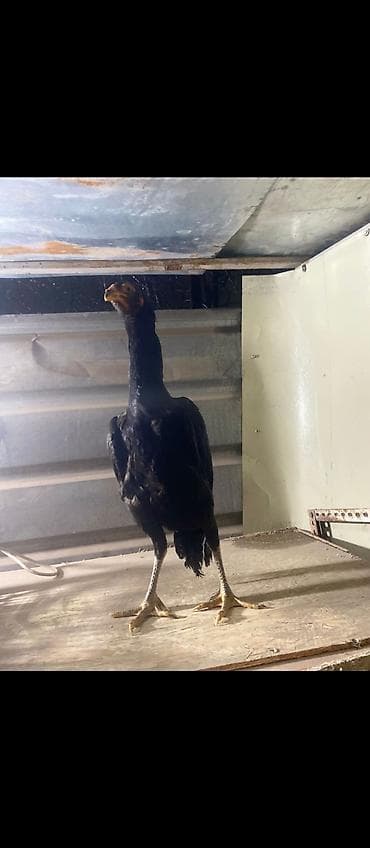 уй сементал: Продаю | Петух | Бойцовая | Для разведения — 4