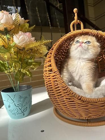 кошка шотланка: Скотиш Страйт (Шотландская прямоухая), 1 месяц, Мальчик, Золотая шиншилла, Приучена к лотку, Проглистована, С документами — 4