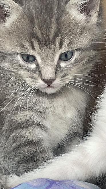 котяты: Кошка даром: Беспородная, 1 месяц, Мальчик, Метис — 2