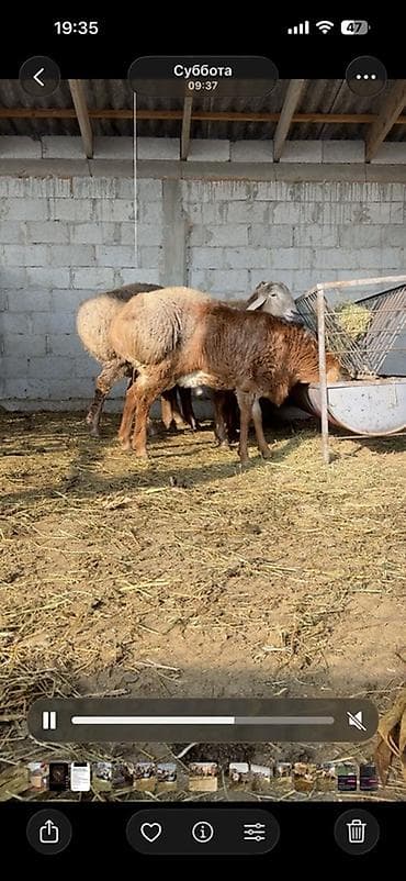 А\ч жаныбралары үчүн товарлар жана шаймандар: Сатам | Кочкор (эркек) | Гиссар | Союуга, Көбөйтүү үчүн | Асыл тукумдуу — 1