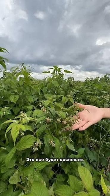 Продаю 50 сотку земли,сельхоз назначения, с пятилетней малиной в