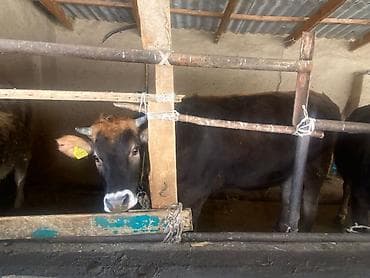 телки швиц: Продаю | Корова (самка) | Для разведения | Нетель — 7