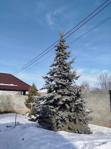 Саженцы деревьев: Ели