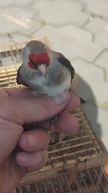 купить инкубационное яйцо в бишкеке: Певчие птицы Щегол 
сайраган чымчык — 3