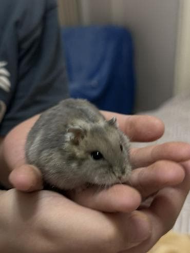 продаю саман: Джунгарский хомяк с полным комплектом для содержания. В комплект — 3