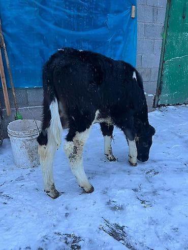 симентал уйлар: Продаю | Бык (самец) | На откорм | Искусственник — 1
