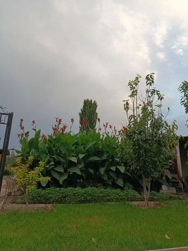 работа сб охрана: Саженцы цветка: Канна — 3