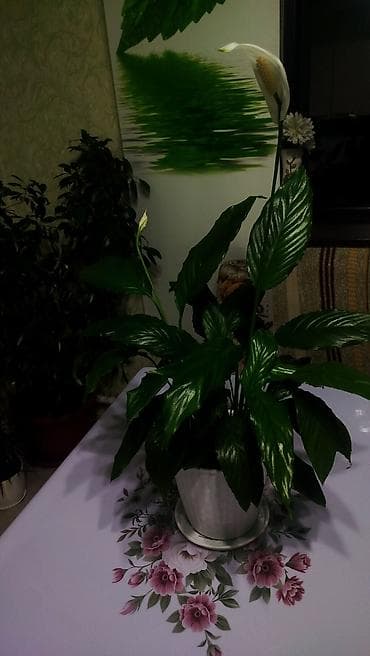 цветы мужское счастье: Женское счастье, комнатное растение. Идеально подойдёт для подарка — 1