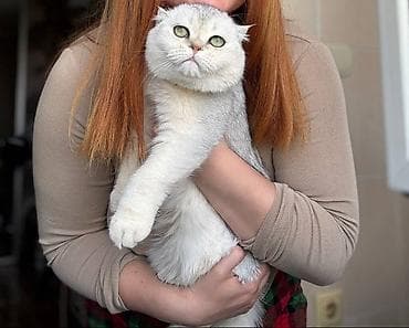 Шотландский вислоухий кот (Scottish Fold), окрас серебристый шиншилла