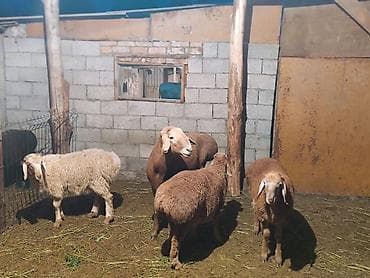 сибирская кошка бишкек: Продаю | Овца (самка) | Романовская | Для разведения | Ярка — 8