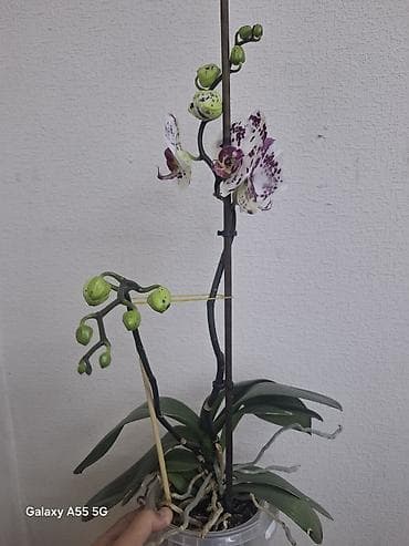 водяные лилии: 2 цветанос + горшок фитильный полив — 4