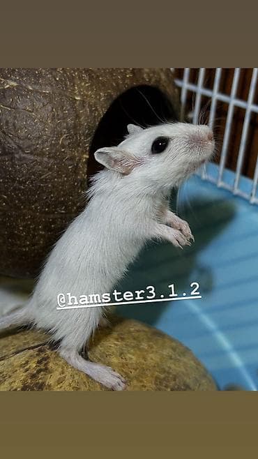 хомя: Продаются РУЧНЫЕ песчанки. От них НЕТ ЗАПАХА, как от хомячков и крыс — 10