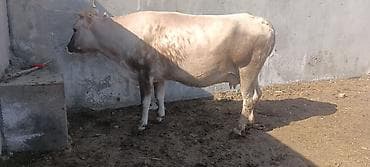 куплю корову на мясо: Продаю | Корова (самка) | Полукровка | Для молока | Привязанные — 5