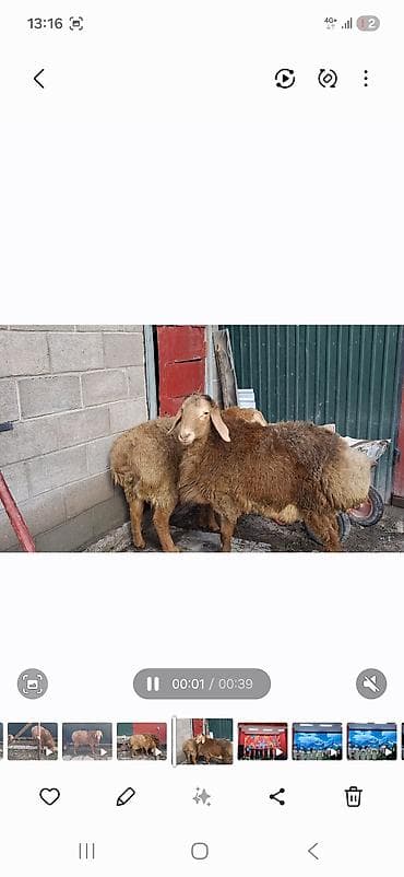 куплю курей: Продаю | Баран (самец) | Арашан | На забой | Племенные — 3